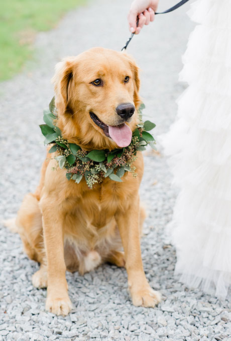 Golden Retriever with Greenery Wreath - Fairly Southern
