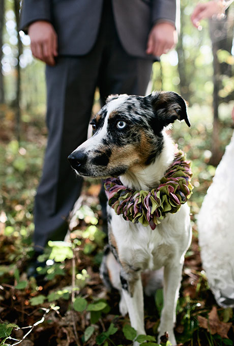 Puppy Love: Incorporating Your Dog Into Your Wedding - Fairly Southern