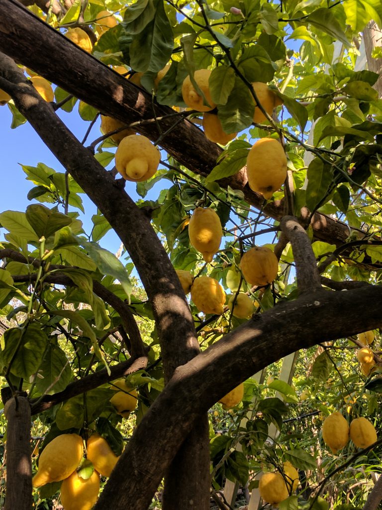 Lemons in Sorrento, Italy | Fairly Southern