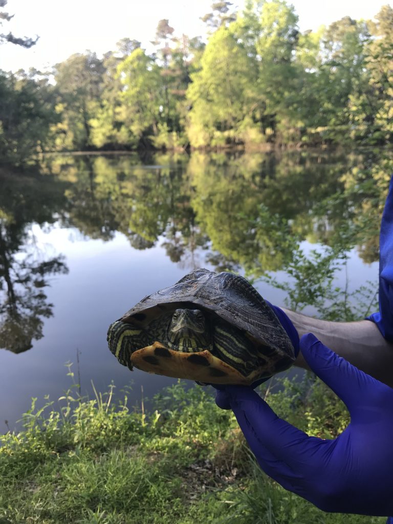 Releasing rescued turtle | Fairly Southern