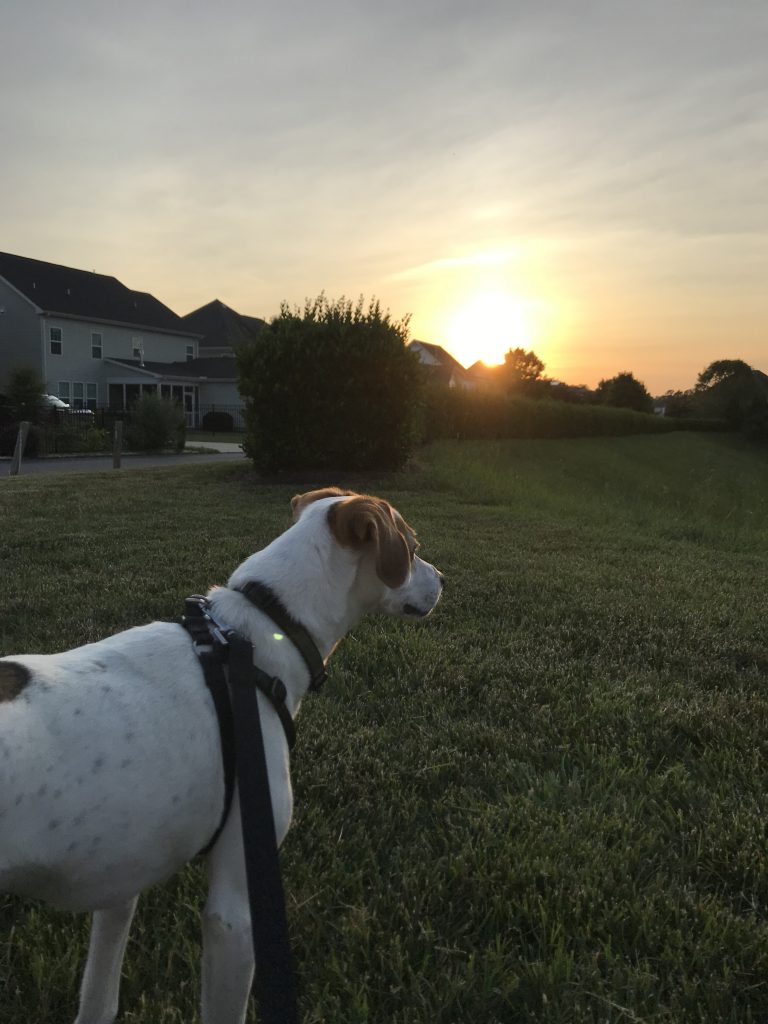 Walking dog at sunset  |  Fairly Southern