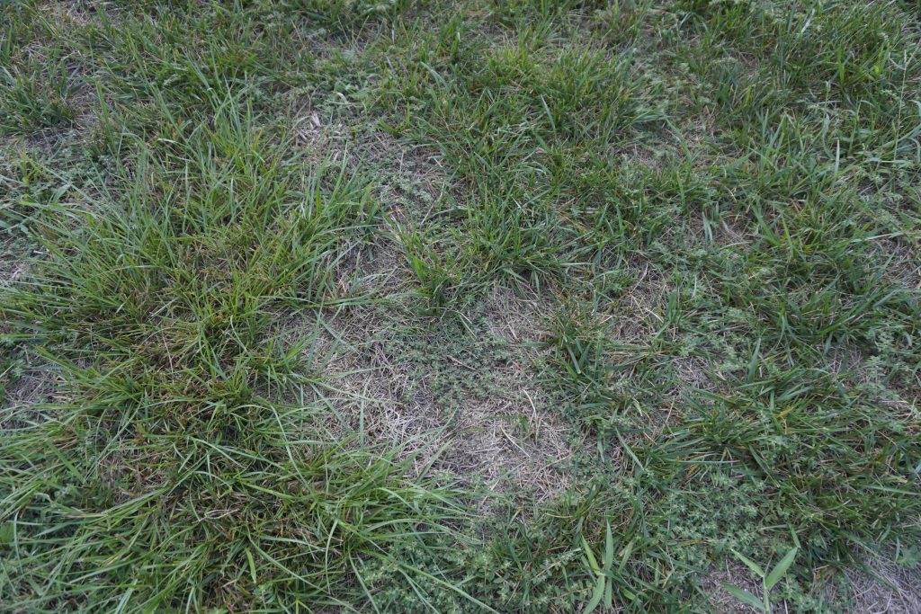 lawn before dethatching - organic & sustainable lawn care tips  |  Fairly Southern