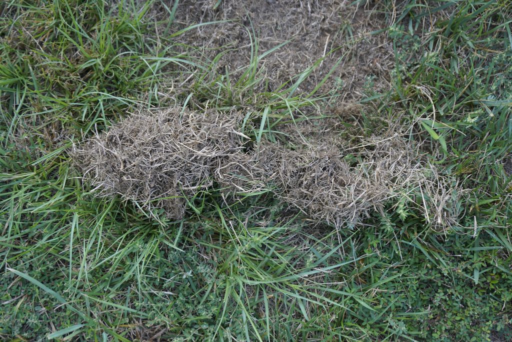 dethatching lawn - organic & sustainable lawn care tips  |  Fairly Southern