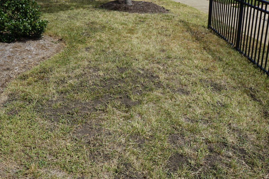 compost on lawn - organic & sustainable lawn care tips  |  Fairly Southern